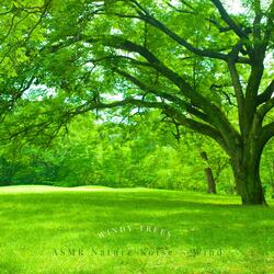 ASMR Wind Soothing