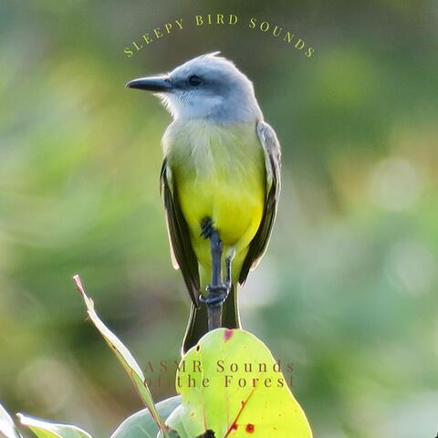 Sleepy Bird Sounds