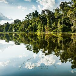 ASMR the Sound of the Rainforest