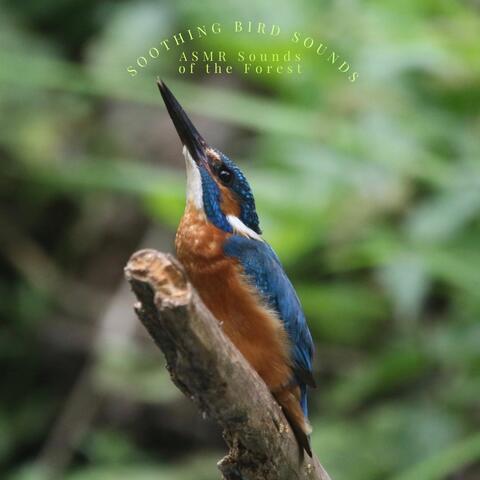 Soothing Bird Sounds