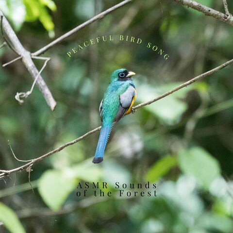 Peaceful Bird Song