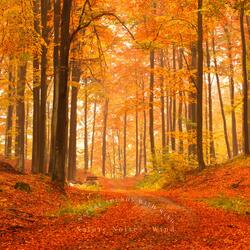 Walking in a Windy Forest