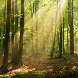 The Sound of the Forest