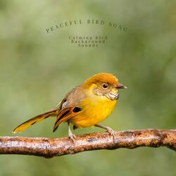 A Calming Bird Song