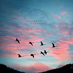 Deep Sleep with Bird Song