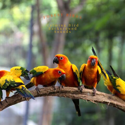 Forest Birds