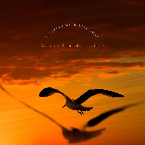 Calming Bird Song