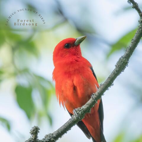 Calming Sounds of Birds