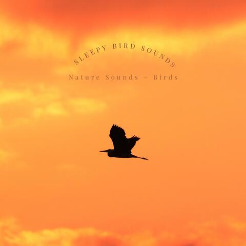 Sleepy Bird Sounds
