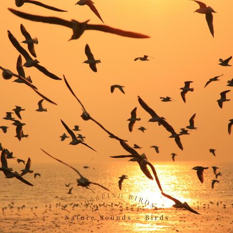 Chirping Birds