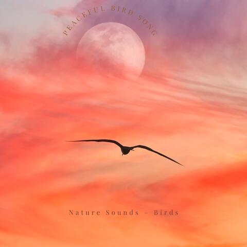 Peaceful Bird Song