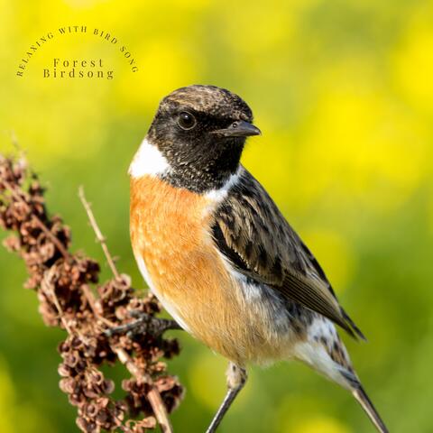 Relaxing with Bird Song