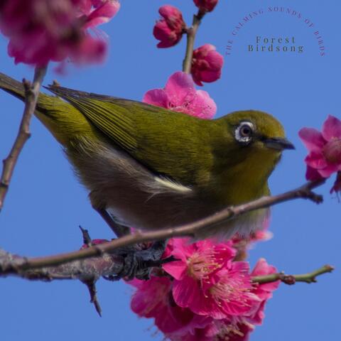 The Calming Sounds of Birds