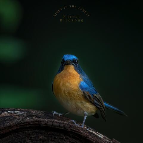 Birds in the Forest
