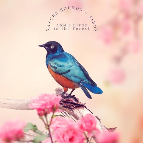 Nature Sounds – Birds