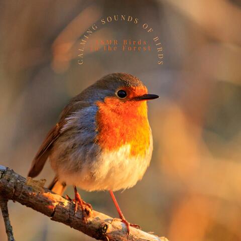 Calming Sounds of Birds