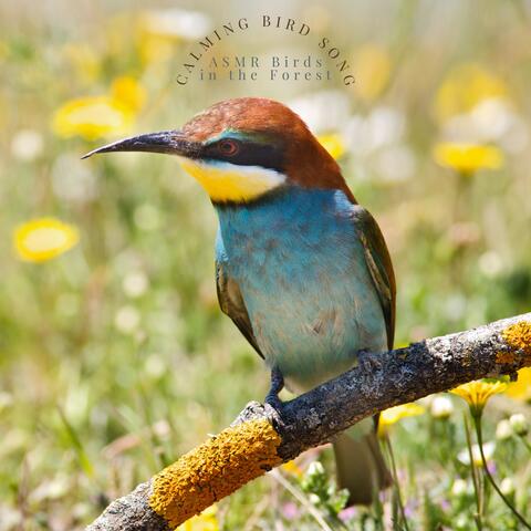 Calming Bird Song