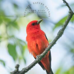Tree Birds