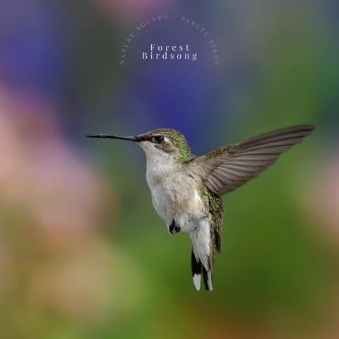 Nature Sounds – Sleepy Birds