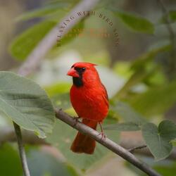 Sunset Bird Flight