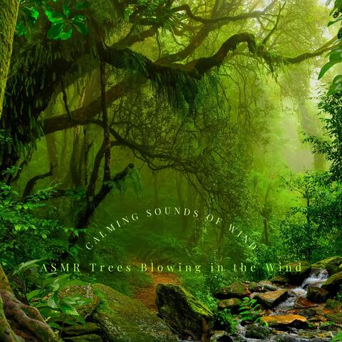 Calming Sounds of Wind