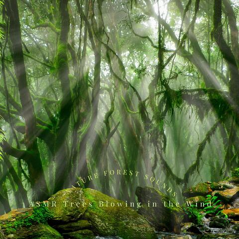 Nature Forest Sounds