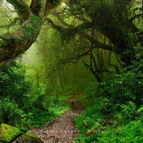 Relaxing Forest Winds
