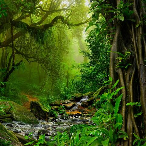 Nature Forest Sounds