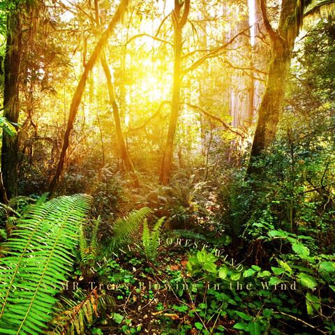 Relaxing Forest Winds