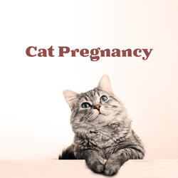 Cat of Wisdom
