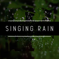 ASMR Rain: Rain on Water
