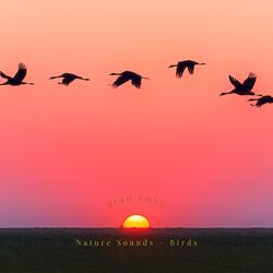 Large Birds Up in the Sky