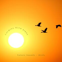 Calming with Birds