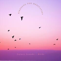 Meditating with Bird Song