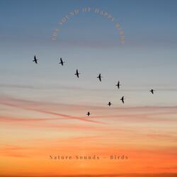 The Smooth Bird Songs