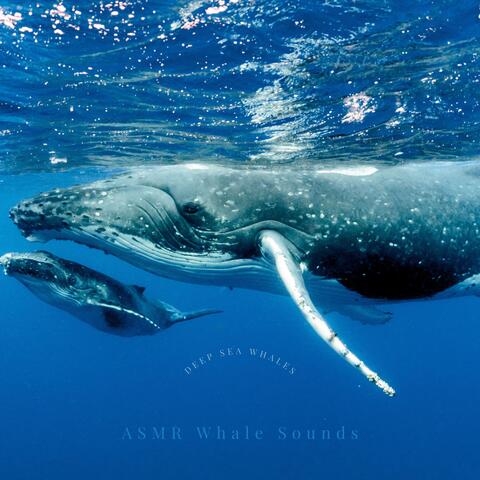 Deep Sea Whales