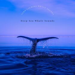 Ambient Whale Song