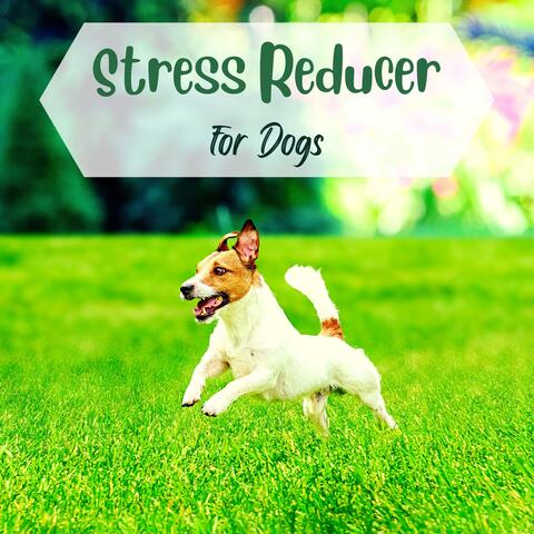 Stress Reducer for Dogs - Relaxing Instrumental Music