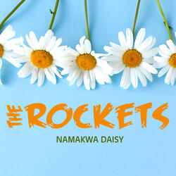 Namakwa Daisy