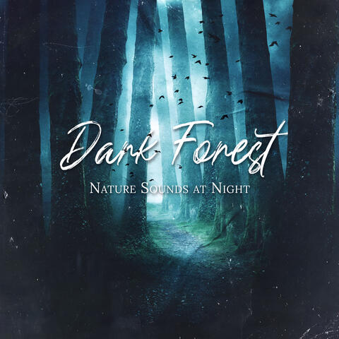 Dark Forest Nature Sounds at Night (Crickets, Rain, Owls & Wolf Sounds)