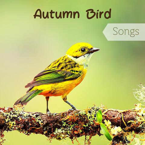 Autumn Bird Songs - Relaxing Nature Sounds for Meditation
