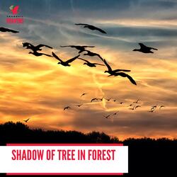 Sounds of the Mountain Night