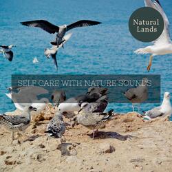 Hypnotising Quail Song