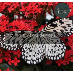 Sounds of the Mountain Night