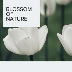 Spring Rain and Birdsong Symphony