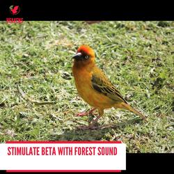 Lose Yourself to the joyful Song of the Fairy Flycatcher