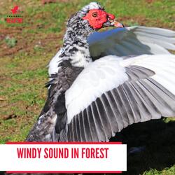 Musical Water Dripping