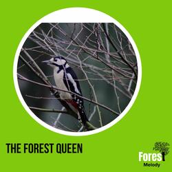 Rare Woodpecker and Bird Songs