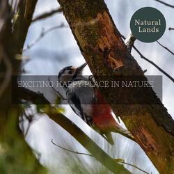 Red-Eyed Bulbul Singing at Dawn