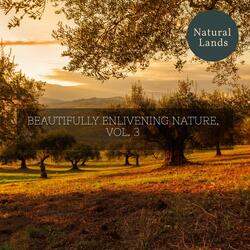 French Northern Mockingbird